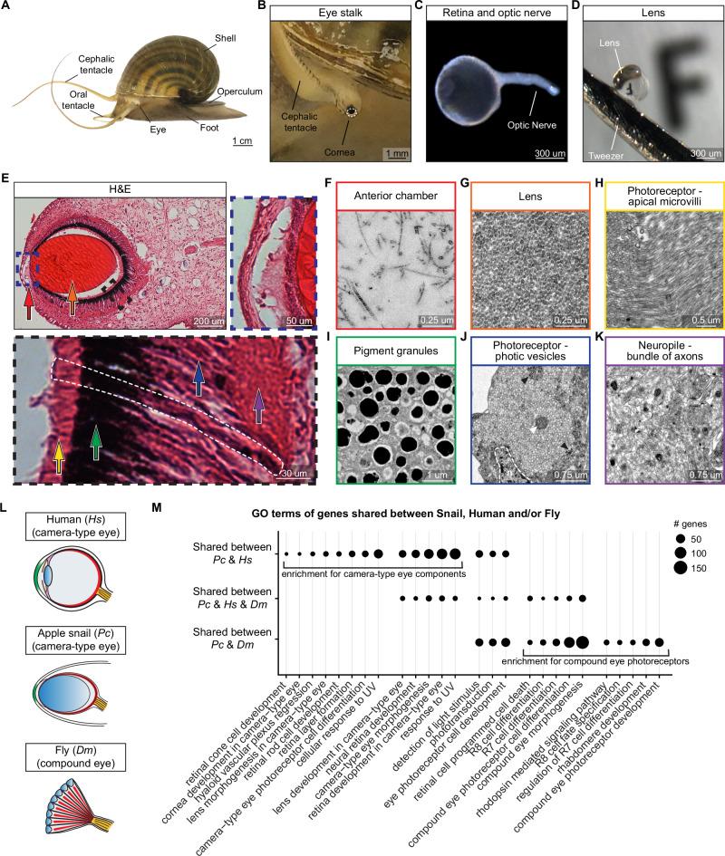 https://cdn.ncbi.nlm.nih.gov/pmc/blobs/b52b/12328594/65628fe526c3/41467_2025_61681_Fig1_HTML.jpg