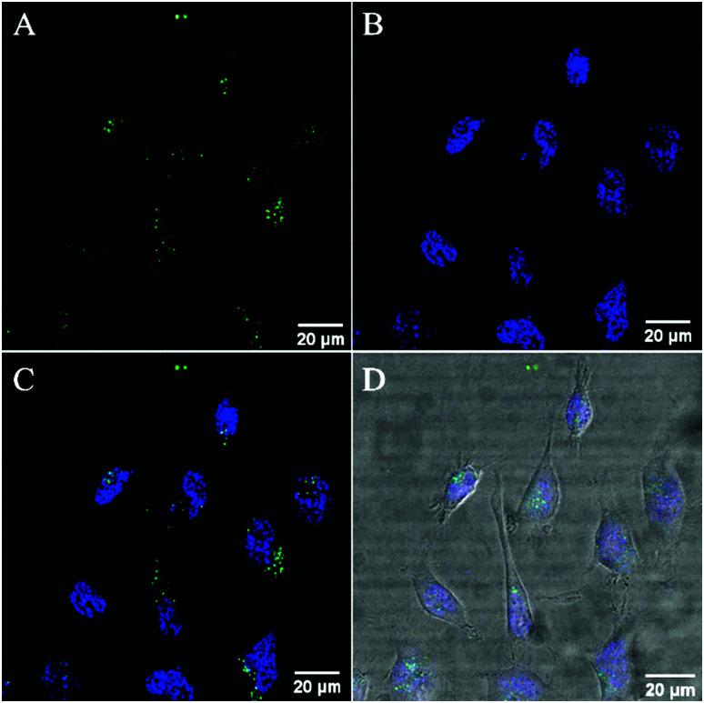 https://cdn.ncbi.nlm.nih.gov/pmc/blobs/b52b/8496004/3899973cb084/d1cb00102g-f2.jpg