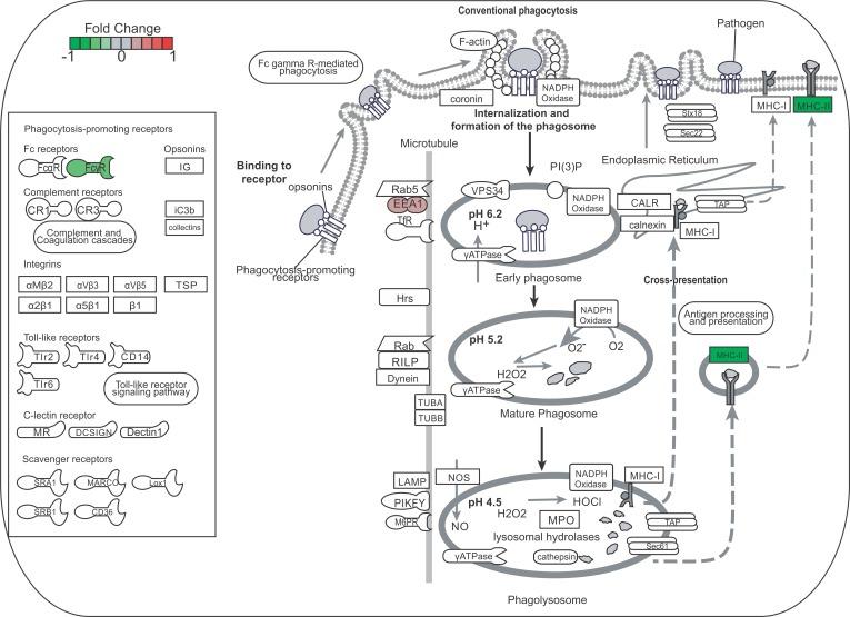 https://cdn.ncbi.nlm.nih.gov/pmc/blobs/b52c/5391973/2f2087e96c66/pntd.0005461.g006.jpg