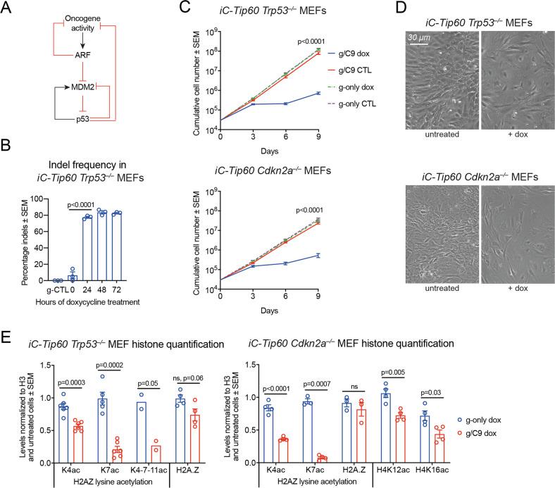 https://cdn.ncbi.nlm.nih.gov/pmc/blobs/b52c/9296491/70874eae974a/41419_2022_5055_Fig7_HTML.jpg
