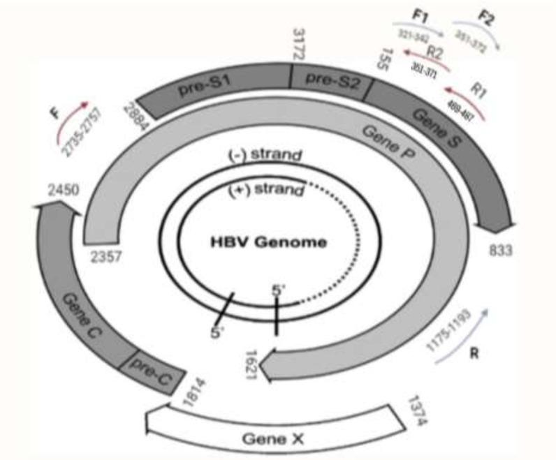 https://cdn.ncbi.nlm.nih.gov/pmc/blobs/b52f/10105500/93621b36e576/GHFBB-16-520-g001.jpg