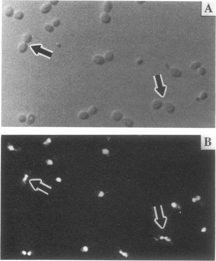 https://cdn.ncbi.nlm.nih.gov/pmc/blobs/b538/360258/edd869bc1839/molcellb00132-0203-b.jpg