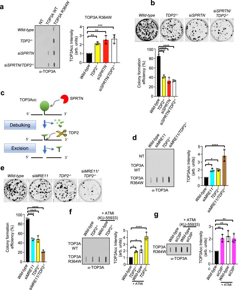 https://cdn.ncbi.nlm.nih.gov/pmc/blobs/b53a/10079683/ff6eb60bc904/41467_2023_37498_Fig6_HTML.jpg