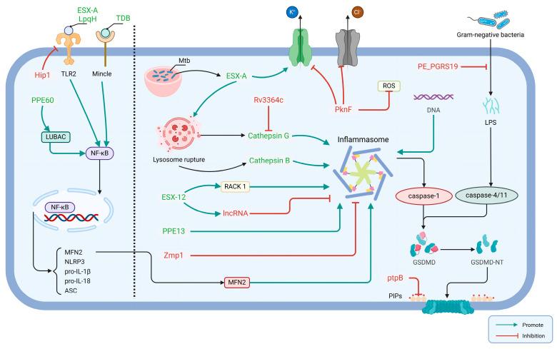 https://cdn.ncbi.nlm.nih.gov/pmc/blobs/b53e/11505957/40aa8eeab918/biomolecules-14-01255-g003.jpg