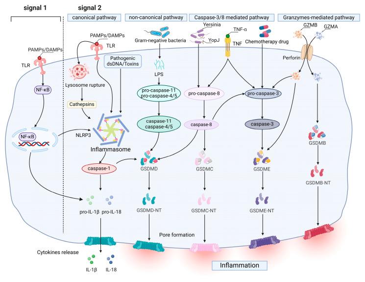 https://cdn.ncbi.nlm.nih.gov/pmc/blobs/b53e/11505957/a977107cb129/biomolecules-14-01255-g001.jpg