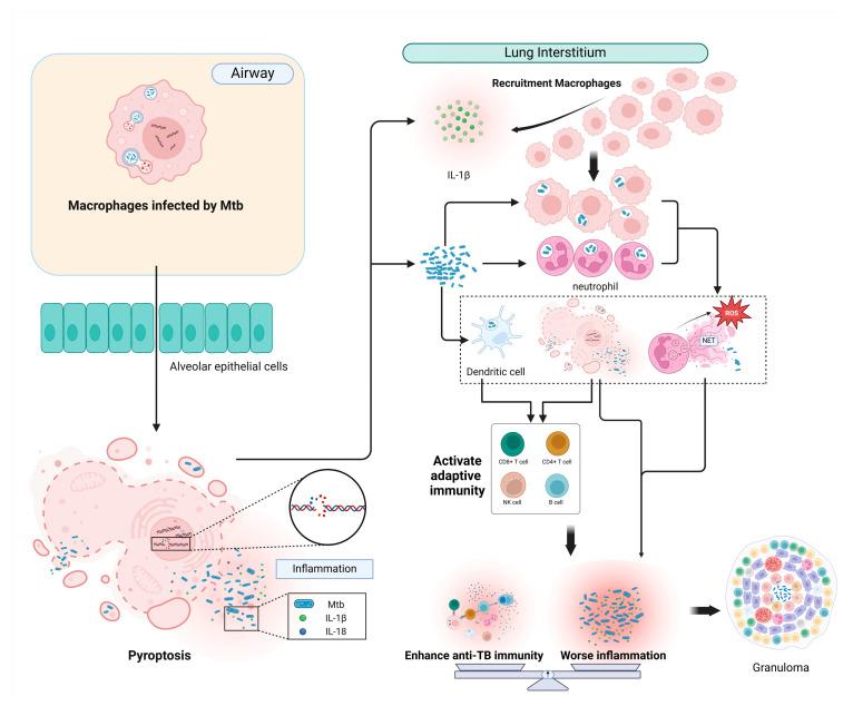 https://cdn.ncbi.nlm.nih.gov/pmc/blobs/b53e/11505957/fb757d3bebe4/biomolecules-14-01255-g002.jpg