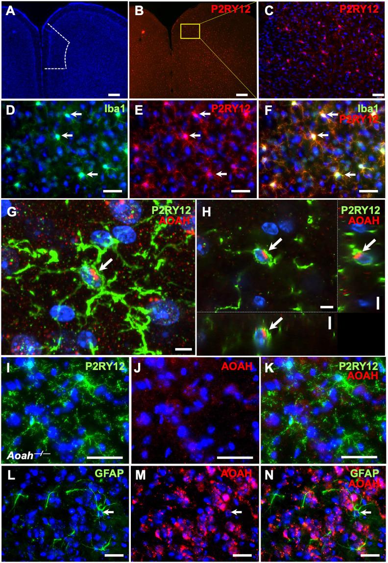 https://cdn.ncbi.nlm.nih.gov/pmc/blobs/b53e/9387837/354390aef701/pone.0269140.g002.jpg