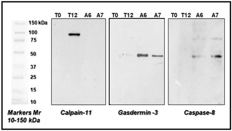 https://cdn.ncbi.nlm.nih.gov/pmc/blobs/b53f/11354345/12b81e5cc9a9/ijms-25-08736-g003.jpg