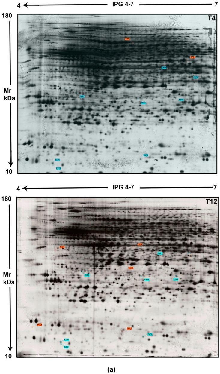 https://cdn.ncbi.nlm.nih.gov/pmc/blobs/b53f/11354345/1e686a2b7e09/ijms-25-08736-g001a.jpg
