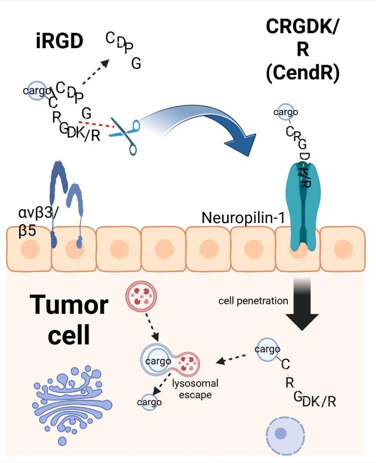 https://cdn.ncbi.nlm.nih.gov/pmc/blobs/b540/11609414/b0a3877b6326/IJN-19-12633-g0003.jpg