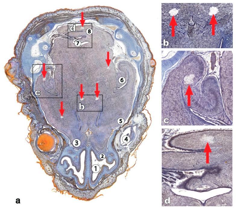 https://cdn.ncbi.nlm.nih.gov/pmc/blobs/b544/7911118/1b8000629461/life-11-00109-g005.jpg