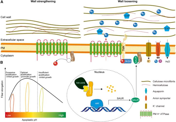 https://cdn.ncbi.nlm.nih.gov/pmc/blobs/b545/12281276/51a6b79eaf7a/gr6.jpg