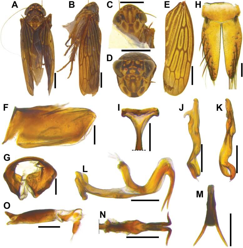 https://cdn.ncbi.nlm.nih.gov/pmc/blobs/b547/11441579/3cb62825362b/ieae090_fig3.jpg