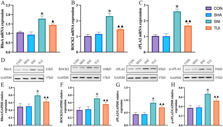 https://cdn.ncbi.nlm.nih.gov/pmc/blobs/b547/12344559/7167a71d911b/fneur-16-1622602-g008.jpg