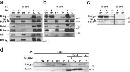https://cdn.ncbi.nlm.nih.gov/pmc/blobs/b54e/2064208/475b87080dd8/jcb1770625f01.jpg