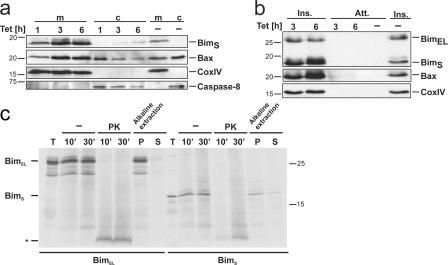 https://cdn.ncbi.nlm.nih.gov/pmc/blobs/b54e/2064208/4950d2d3e650/jcb1770625f02.jpg