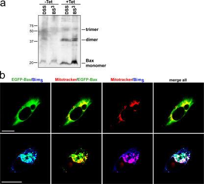 https://cdn.ncbi.nlm.nih.gov/pmc/blobs/b54e/2064208/db4fcf8896f7/jcb1770625f03.jpg