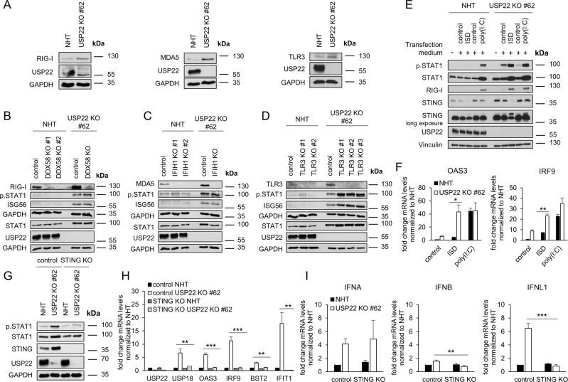 https://cdn.ncbi.nlm.nih.gov/pmc/blobs/b54e/9357023/9fc5392362e7/41419_2022_5124_Fig4_HTML.jpg