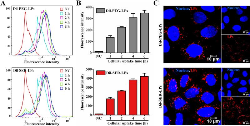 https://cdn.ncbi.nlm.nih.gov/pmc/blobs/b54f/11164214/9825264f12fe/IJN-19-5273-g0005.jpg