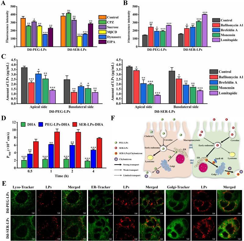https://cdn.ncbi.nlm.nih.gov/pmc/blobs/b54f/11164214/c7eb83f767a2/IJN-19-5273-g0006.jpg