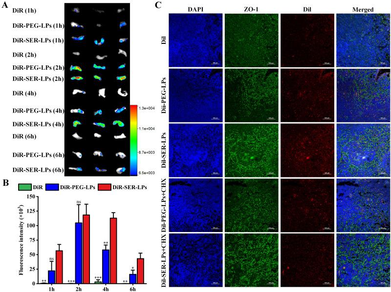 https://cdn.ncbi.nlm.nih.gov/pmc/blobs/b54f/11164214/dcfa35302a46/IJN-19-5273-g0008.jpg