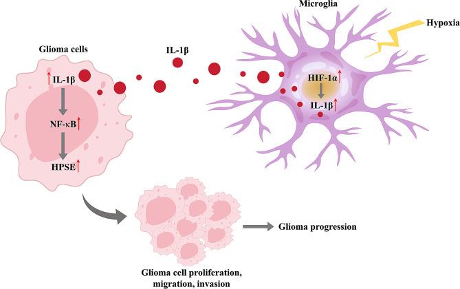 https://cdn.ncbi.nlm.nih.gov/pmc/blobs/b54f/11165725/1167507f11b4/13062_2024_487_Fig3_HTML.jpg