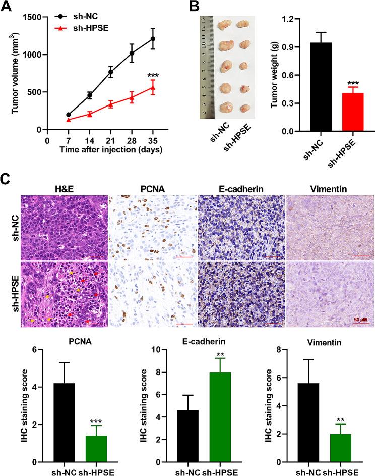 https://cdn.ncbi.nlm.nih.gov/pmc/blobs/b54f/11165725/4c8b79b3ceb8/13062_2024_487_Fig8_HTML.jpg