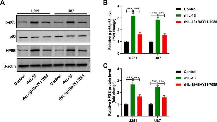 https://cdn.ncbi.nlm.nih.gov/pmc/blobs/b54f/11165725/e7103bc5164f/13062_2024_487_Fig2_HTML.jpg