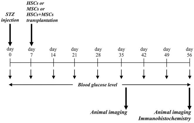 https://cdn.ncbi.nlm.nih.gov/pmc/blobs/b54f/6856665/a51c2c2af0fe/fendo-10-00761-g0001.jpg