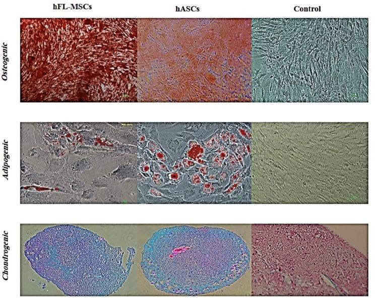 https://cdn.ncbi.nlm.nih.gov/pmc/blobs/b54f/6856665/b165d15ab4ea/fendo-10-00761-g0004.jpg