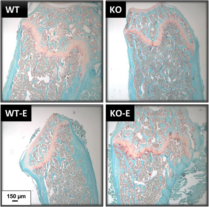 https://cdn.ncbi.nlm.nih.gov/pmc/blobs/b550/8822583/937e47f61bb6/fendo-12-782194-g005.jpg