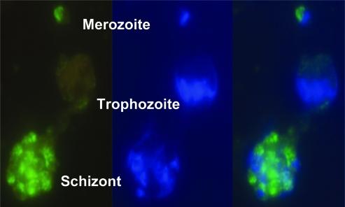 https://cdn.ncbi.nlm.nih.gov/pmc/blobs/b551/2222933/e1c928947f45/pmed.0040337.g003.jpg