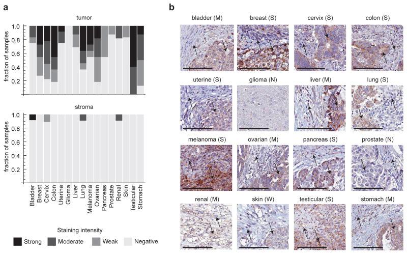 https://cdn.ncbi.nlm.nih.gov/pmc/blobs/b554/4106362/a2ce8bfa252b/nihms550439f3.jpg