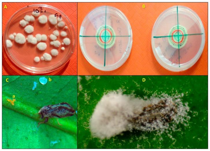https://cdn.ncbi.nlm.nih.gov/pmc/blobs/b555/5746802/758202419e3b/insects-08-00119-g001.jpg