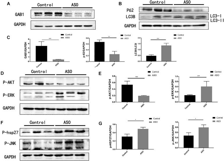 https://cdn.ncbi.nlm.nih.gov/pmc/blobs/b555/7877249/6f59a0c345f5/fphys-11-559396-g002.jpg