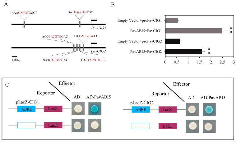 https://cdn.ncbi.nlm.nih.gov/pmc/blobs/b55f/12111482/5ccad81c1fc9/genes-16-00596-g002.jpg