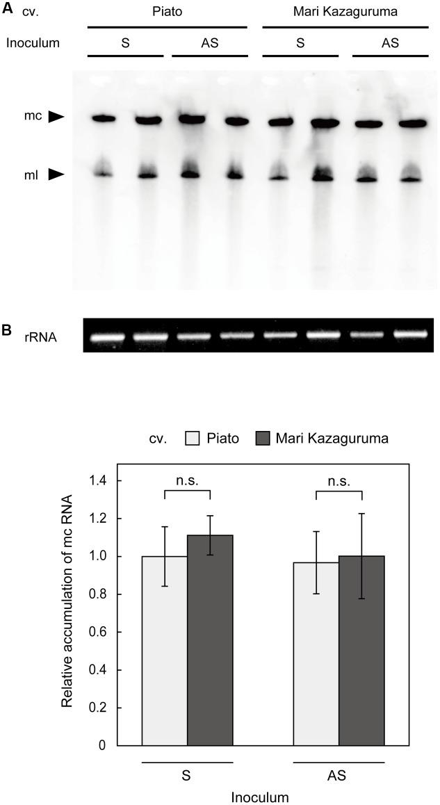 https://cdn.ncbi.nlm.nih.gov/pmc/blobs/b55f/5715398/889ea8b84273/fpls-08-01940-g005.jpg
