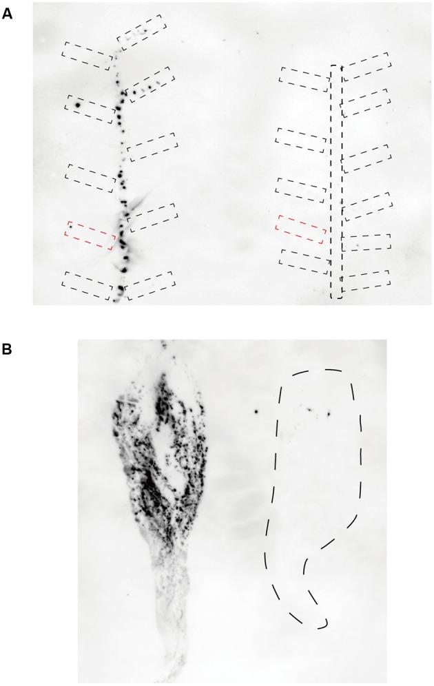 https://cdn.ncbi.nlm.nih.gov/pmc/blobs/b55f/5715398/b9a7bcfdfc08/fpls-08-01940-g004.jpg