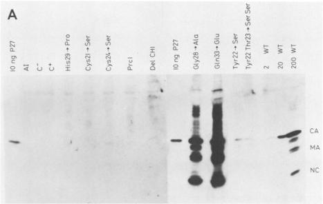 https://cdn.ncbi.nlm.nih.gov/pmc/blobs/b560/247989/777bd30ddf14/jvirol00065-0391-a.jpg