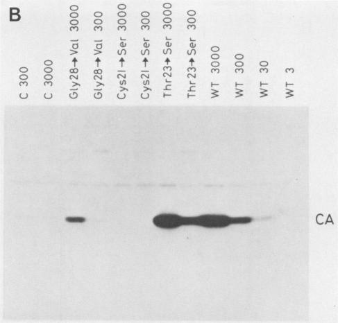 https://cdn.ncbi.nlm.nih.gov/pmc/blobs/b560/247989/91230ab67e3c/jvirol00065-0391-b.jpg
