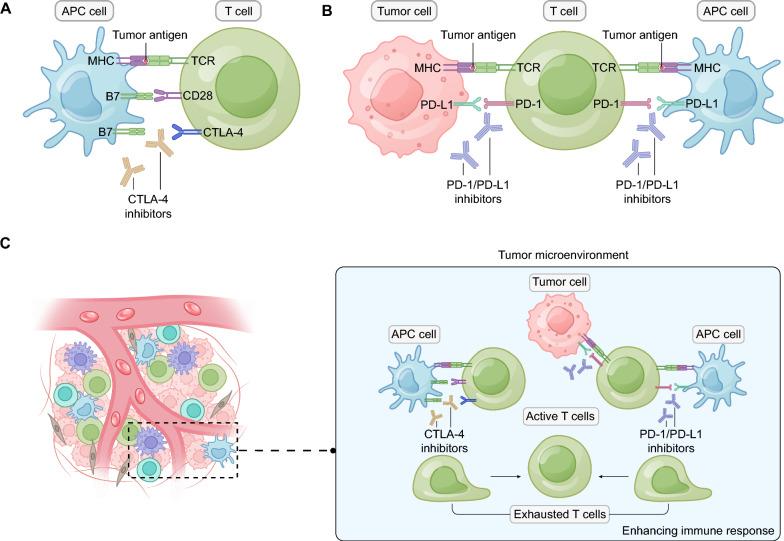 https://cdn.ncbi.nlm.nih.gov/pmc/blobs/b561/11283714/3f245c2d52c8/13045_2024_1581_Fig2_HTML.jpg