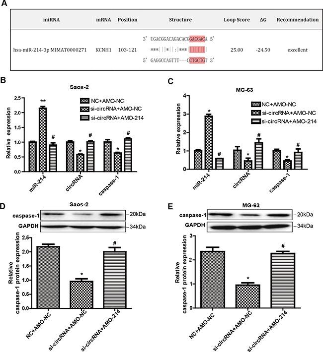 https://cdn.ncbi.nlm.nih.gov/pmc/blobs/b563/5421952/406e86ea0d8a/oncotarget-08-25571-g005.jpg