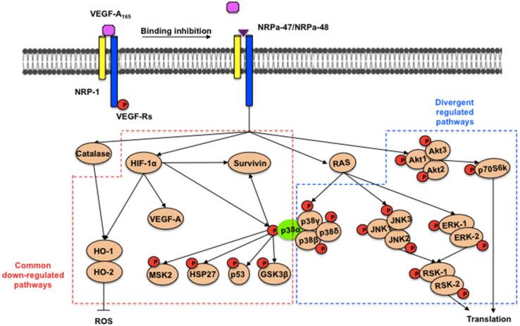 https://cdn.ncbi.nlm.nih.gov/pmc/blobs/b565/11990468/0a9d1523fd68/molecules-30-01494-g007.jpg