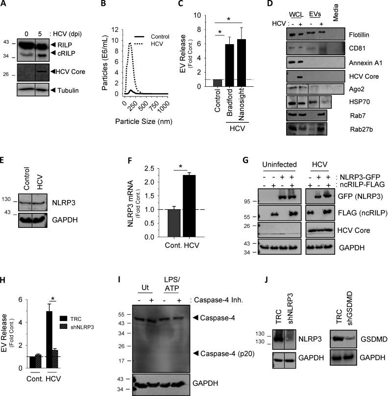 https://cdn.ncbi.nlm.nih.gov/pmc/blobs/b567/7659717/331a0456b506/JCB_201912074_FigS1.jpg