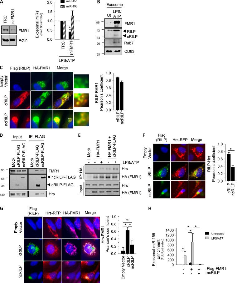 https://cdn.ncbi.nlm.nih.gov/pmc/blobs/b567/7659717/60df5ab48f0c/JCB_201912074_Fig3.jpg