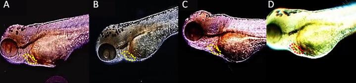 https://cdn.ncbi.nlm.nih.gov/pmc/blobs/b567/9476790/20b8834df867/gr1.jpg