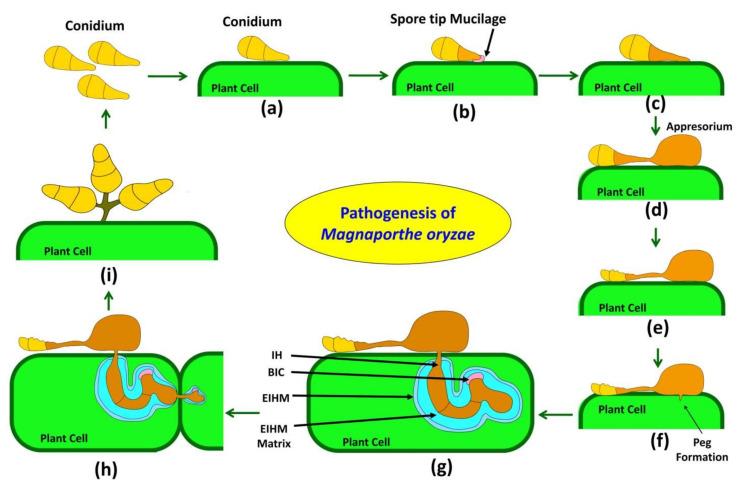 https://cdn.ncbi.nlm.nih.gov/pmc/blobs/b56b/9504543/2dafd6d40c4d/plants-11-02386-g001.jpg