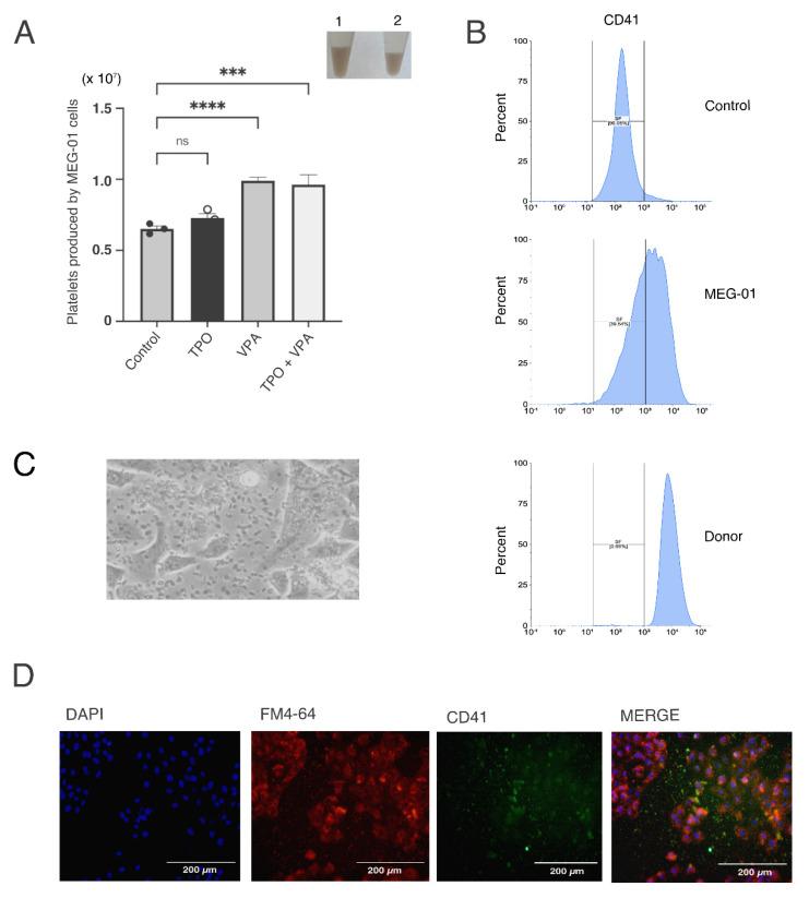https://cdn.ncbi.nlm.nih.gov/pmc/blobs/b56c/9569638/28e943601984/ijms-23-11438-g001.jpg