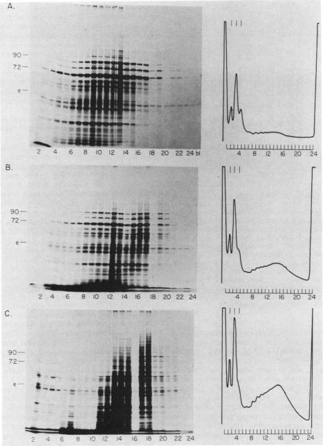 https://cdn.ncbi.nlm.nih.gov/pmc/blobs/b570/368874/5a3d61c29449/molcellb00148-0075-a.jpg