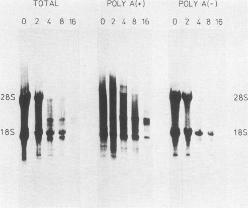 https://cdn.ncbi.nlm.nih.gov/pmc/blobs/b570/368874/cb262fae8989/molcellb00148-0076-a.jpg